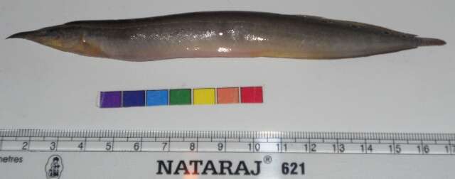 Image of Lesser spiny eel