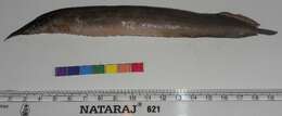 Image of Lesser spiny eel