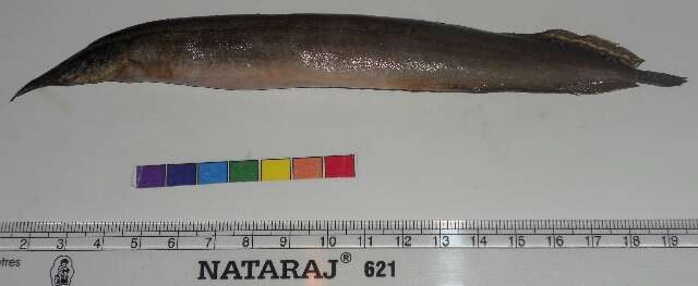 Image of Lesser spiny eel