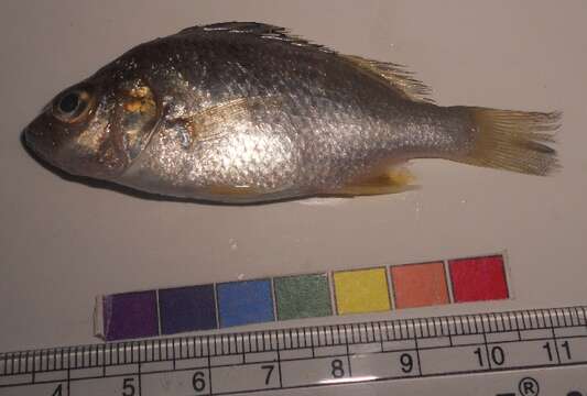 Image of Javelinfish