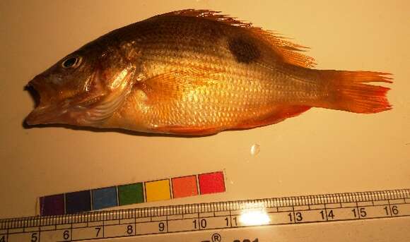 Image of Fingermark Bream