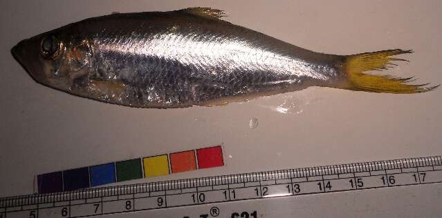 Image of longfin herrings