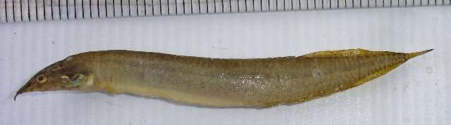 Image of Spiny eel