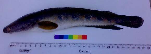 Image of Bullseye snakehead