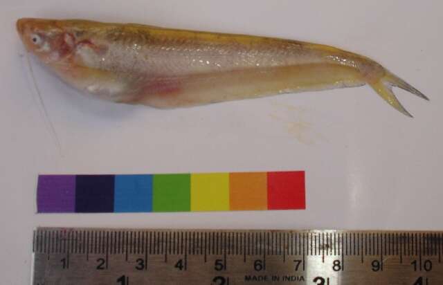 Image of Butter catfish