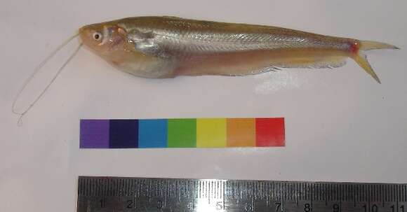 Image of Butter catfish