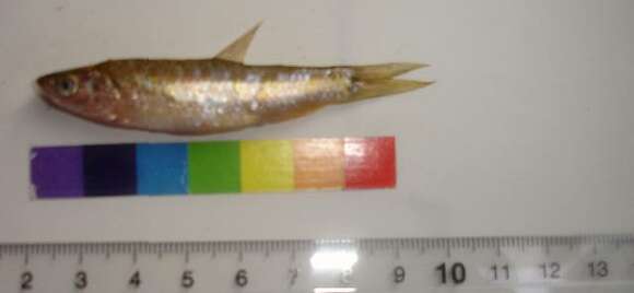 Image of Blackline Rasbora