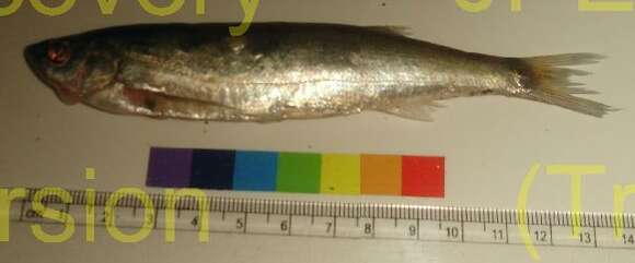 Image of Novacula razorbelly minnow