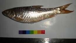 Image of mahseer