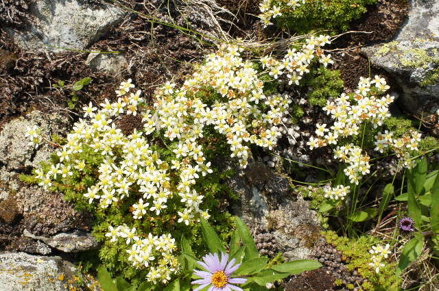 Image of Saxifragales