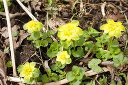 Image of Saxifragales