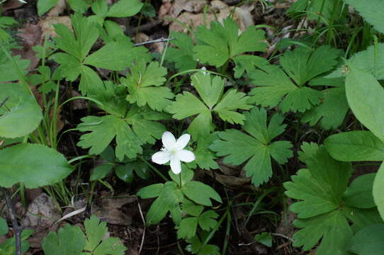 Image of anemone