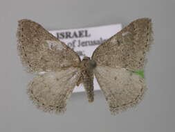 Image of <i>Aleucis orientalis</i>
