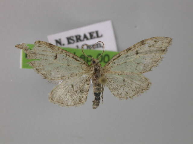 Image of Eupithecia quercetica Prout 1938