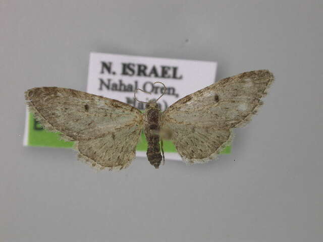 Image of Eupithecia quercetica Prout 1938