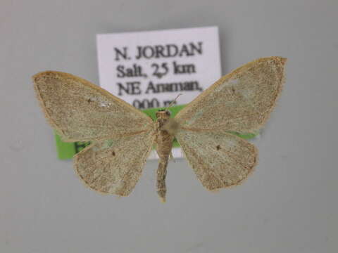 Image of <i>Idaea distinctaria</i>