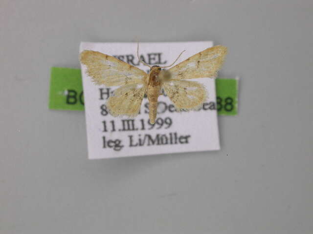 Image of Idaea sanctaria Staudinger 1900