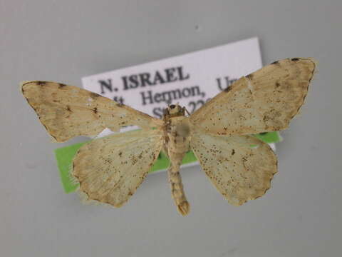 Image of Scopula submutata taurilibanotica Wehrli 1932