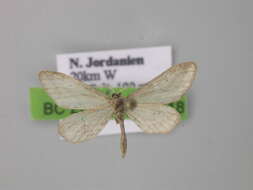 Image de Idaea allongata sublongaria