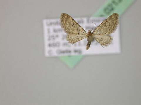 Image of Eupithecia mekrana amiralis Wiltshire 1986