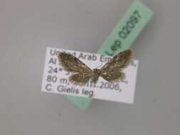 Image of Idaea sordida Rothschild 1913