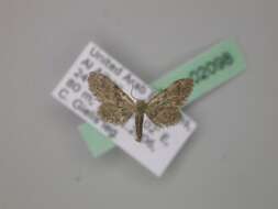 Image of Idaea sordida Rothschild 1913