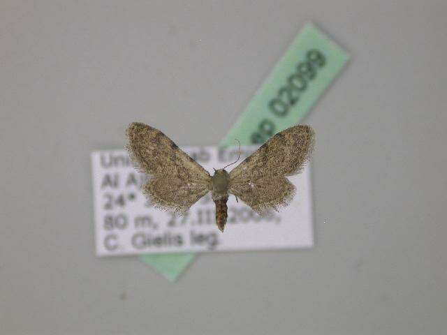 Image of Idaea sordida Rothschild 1913