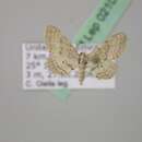 Image of Idaea illustris Brandt 1941