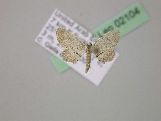 Image of Idaea illustris Brandt 1941