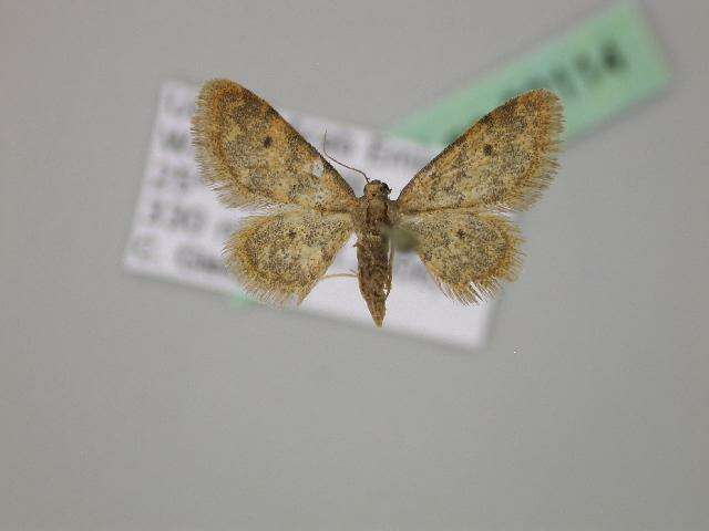 صورة Idaea sanctaria crassisquama