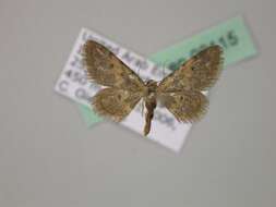 صورة Idaea sanctaria crassisquama