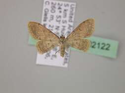 Image of Idaea eremica Brandt 1941