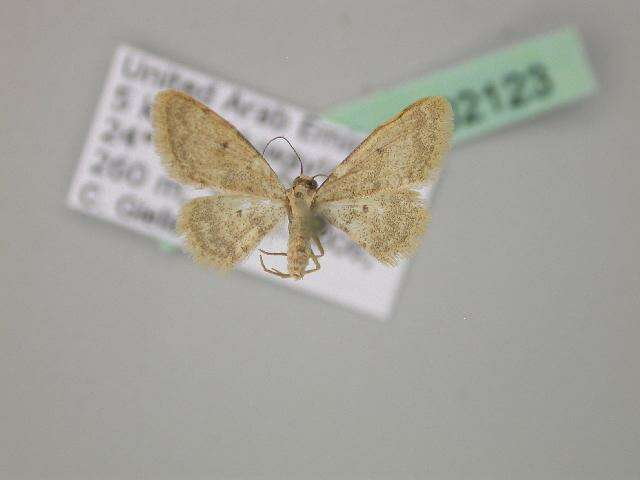 Image of Idaea eremica Brandt 1941