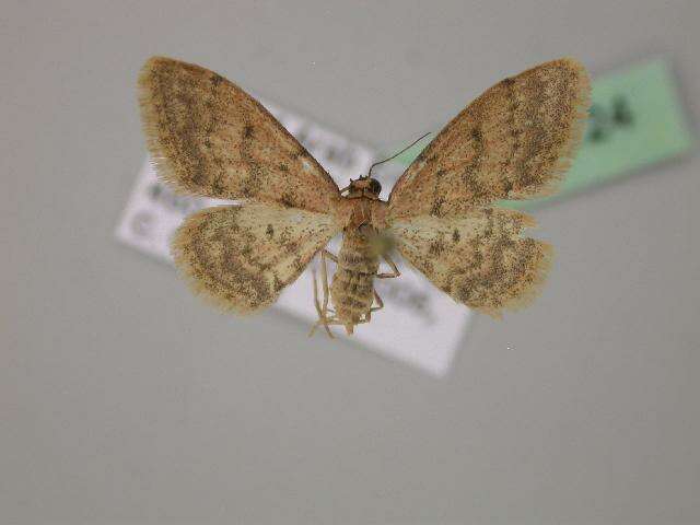 Image of Idaea eremica Brandt 1941