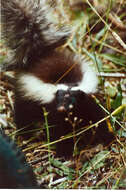 Image of Hog-nosed skunks