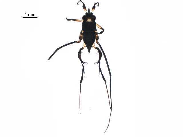 Image of Rheumatobates rileyi Bergroth 1892