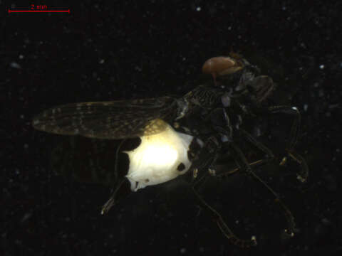 Image of Fly