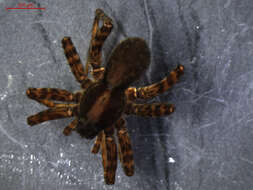 Image of Pardosa lugubris (Walckenaer 1802)