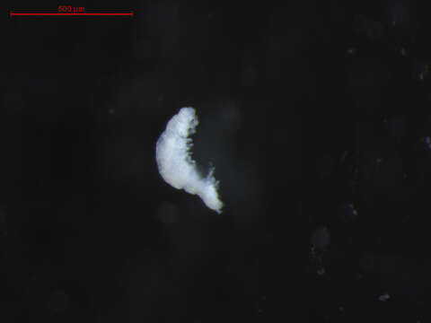 Image of myriapods