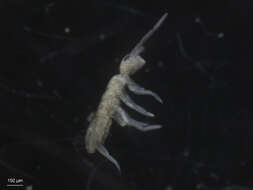 Image of Springtail