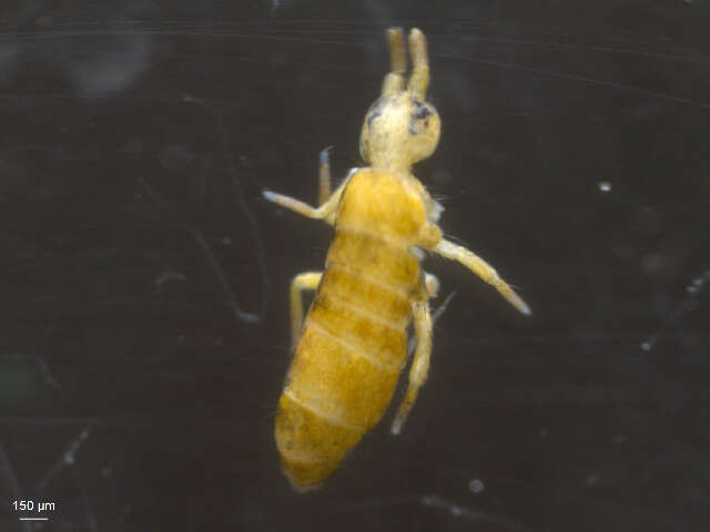 Image of Tomoceroidea