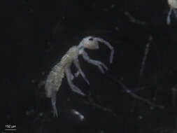 Image of Springtail