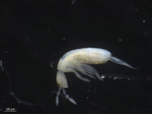 Image of Pseudosinella