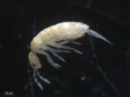 Image of Pseudosinella