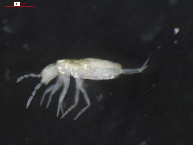 Image of Pseudosinella