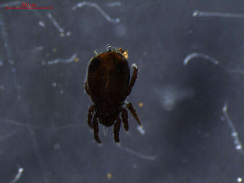 Image of Crotonioidea