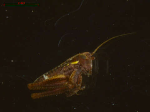 Plancia ëd <i>Metrioptera roeselii</i>