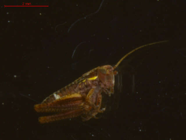 Plancia ëd <i>Metrioptera roeselii</i>