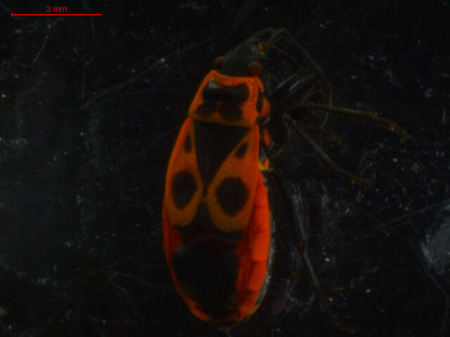 Image of Pyrrhocoroidea