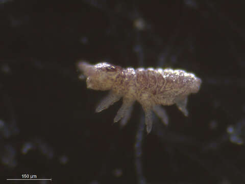 Image of Brachystomella